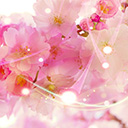 桜色の春